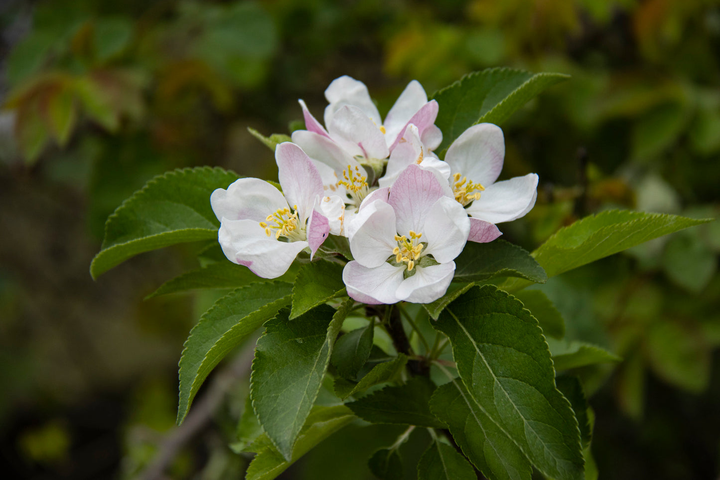 Apple Tree Malus domestica 100 Seeds  USA Company