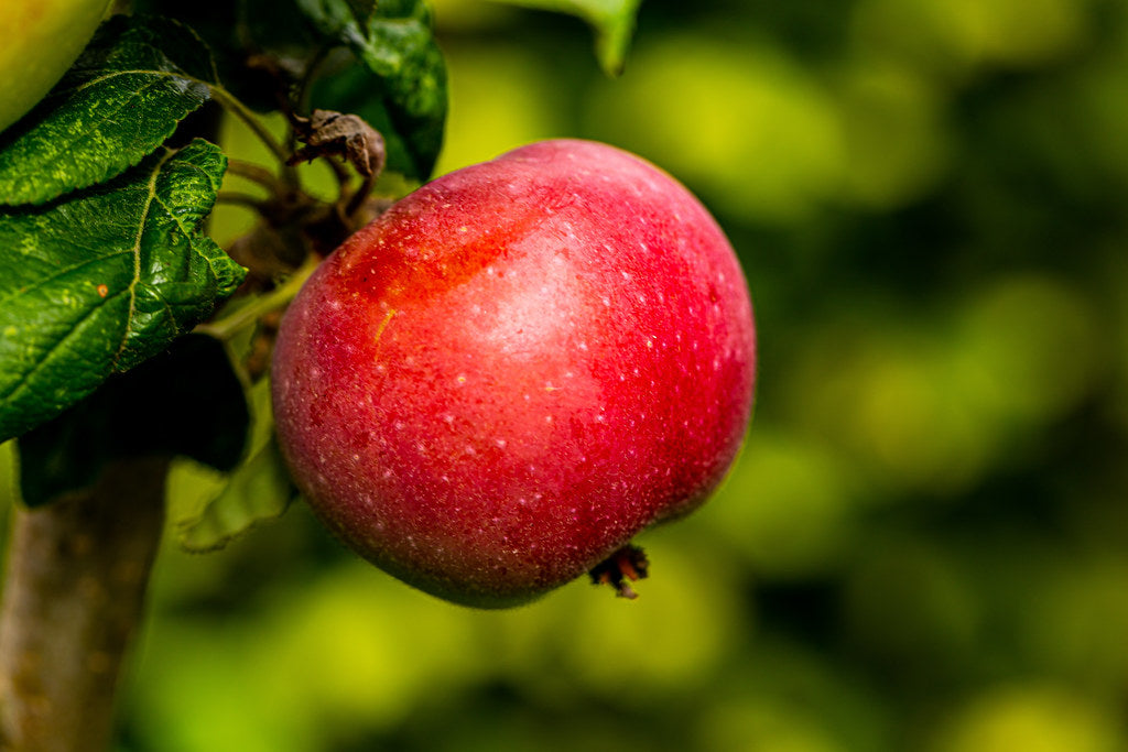 Apple Tree Malus domestica 100 Seeds  USA Company