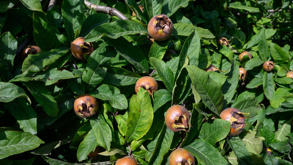 Medlar Mespilus germanica 100 Seeds   USA Company