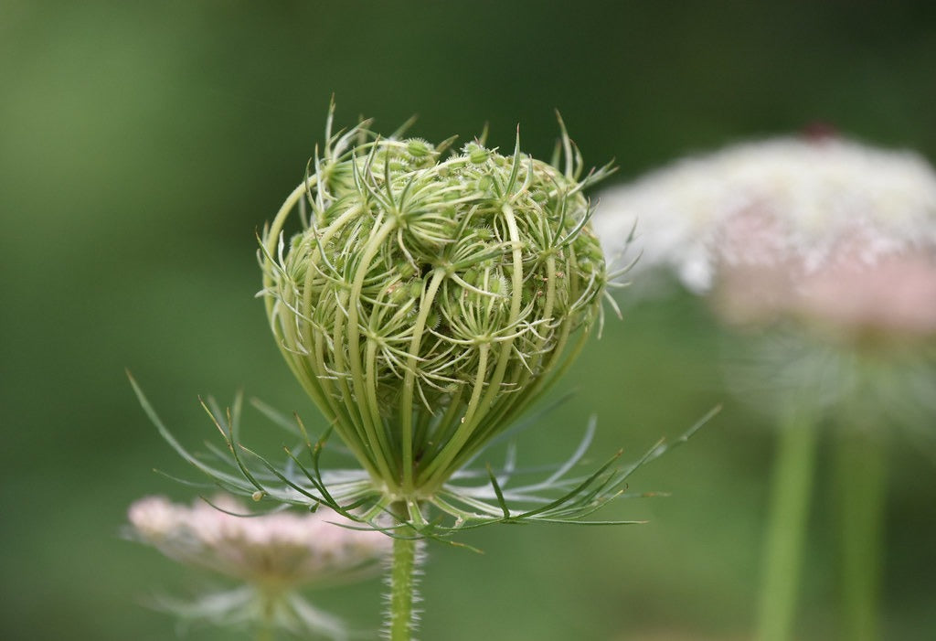 Queen Anne’s Lace 100 Seeds Daucus carota