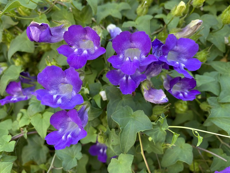 Climbing Snapdragon 100 Seeds Asarina scandens