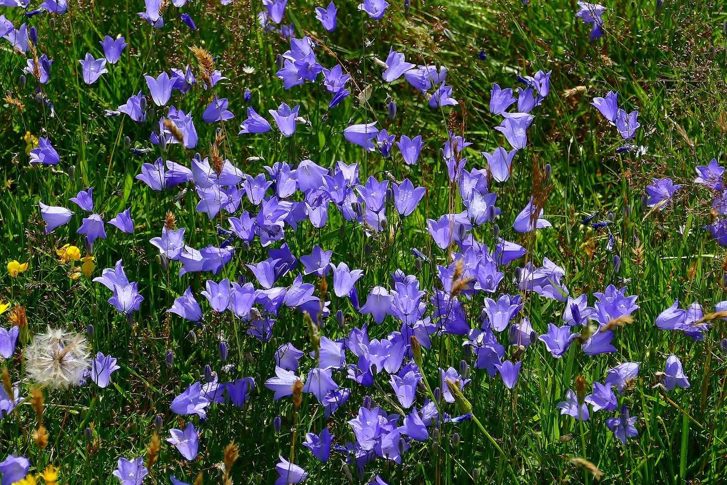 Harebell 100 Seeds Campanula rotundifolia