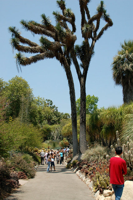 Mexican Tree Yucca  Yucca filifera  100 Seeds  USA Company