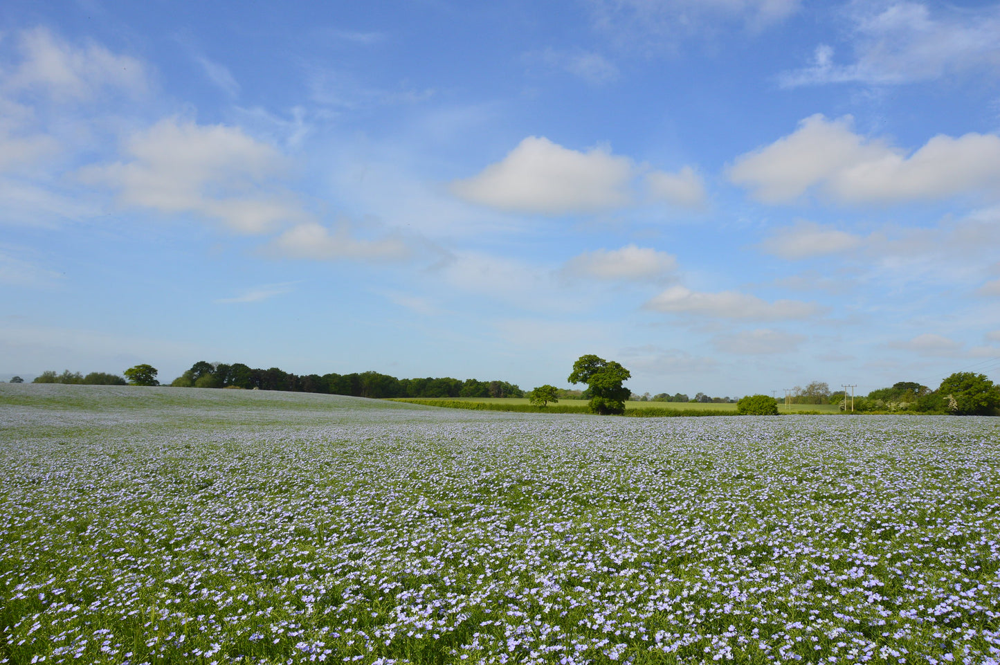 Flax 100 Seeds Linum usitatissimum