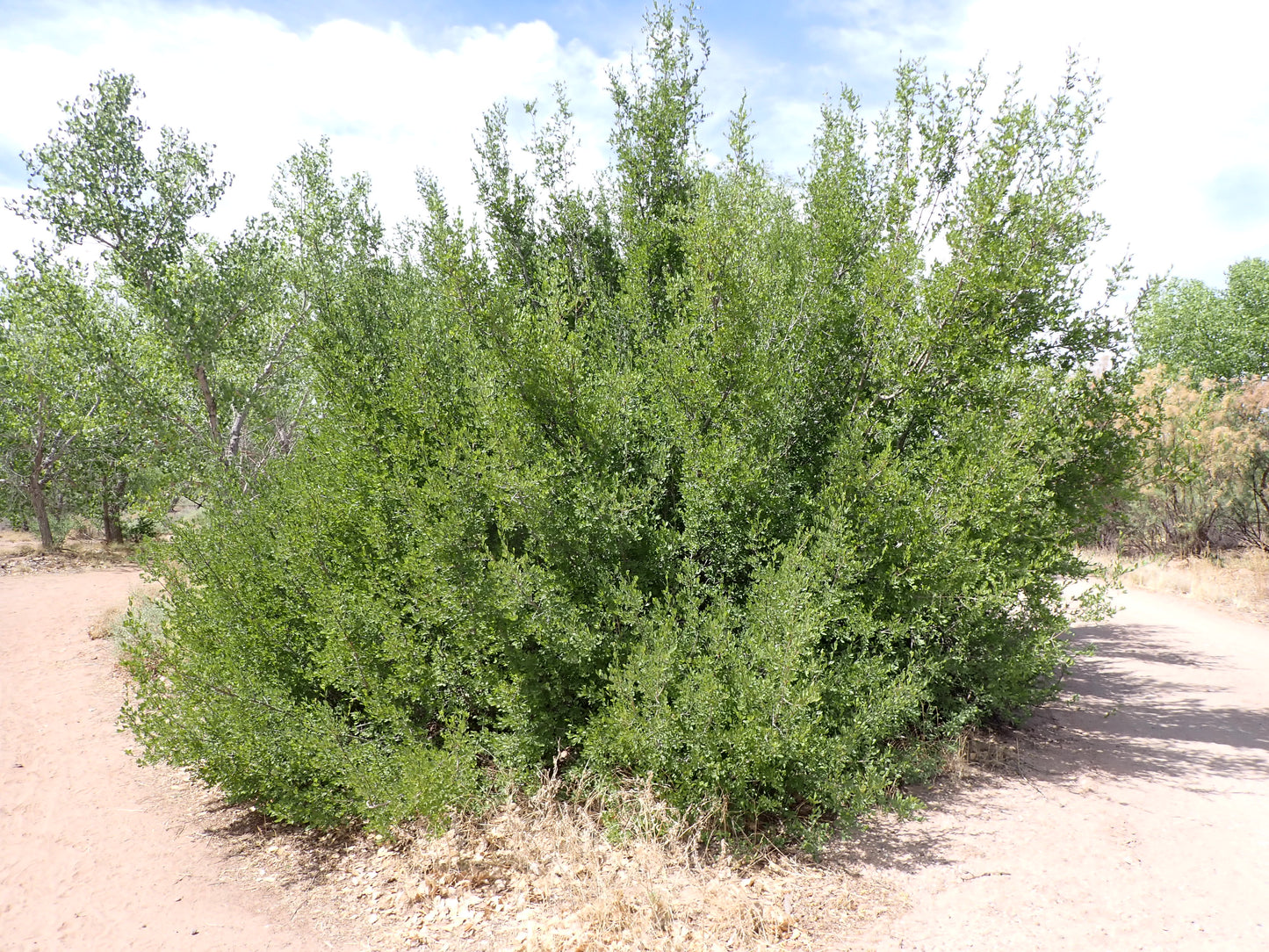 Desert Olive Forestiera pubescens 5 Seeds