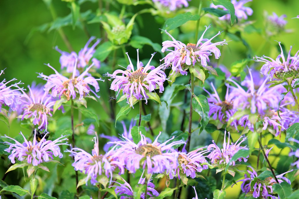 Lemon Mint 100 Seeds Monarda citriodora