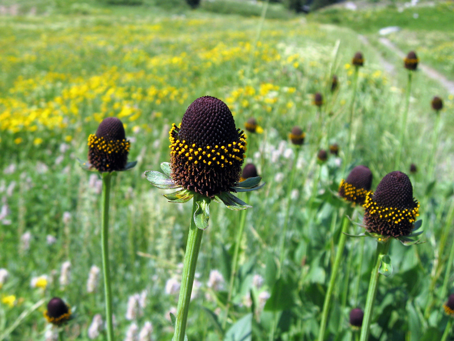 Western Coneflower 100 Seeds Rudbeckia occidentalis