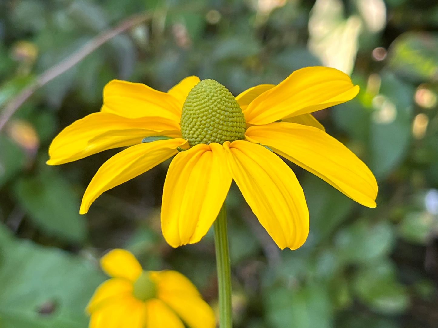 Green-Headed Coneflower Rudbeckia laciniata 100 Seeds