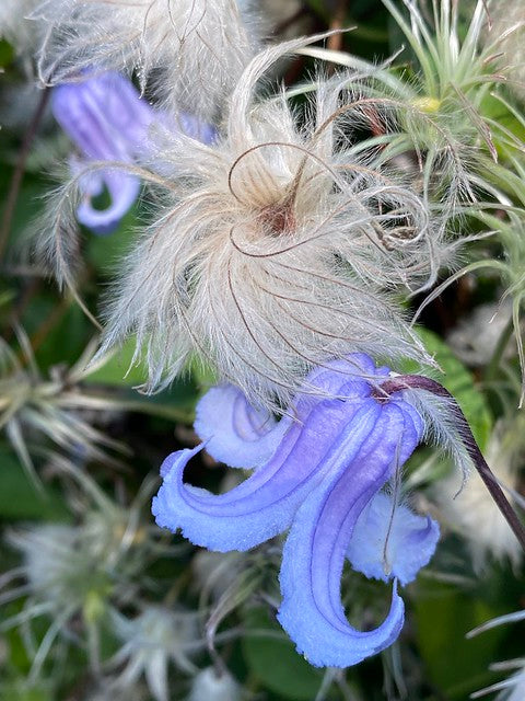 Swamp Leather Flower 5 Seeds Clematis crispa