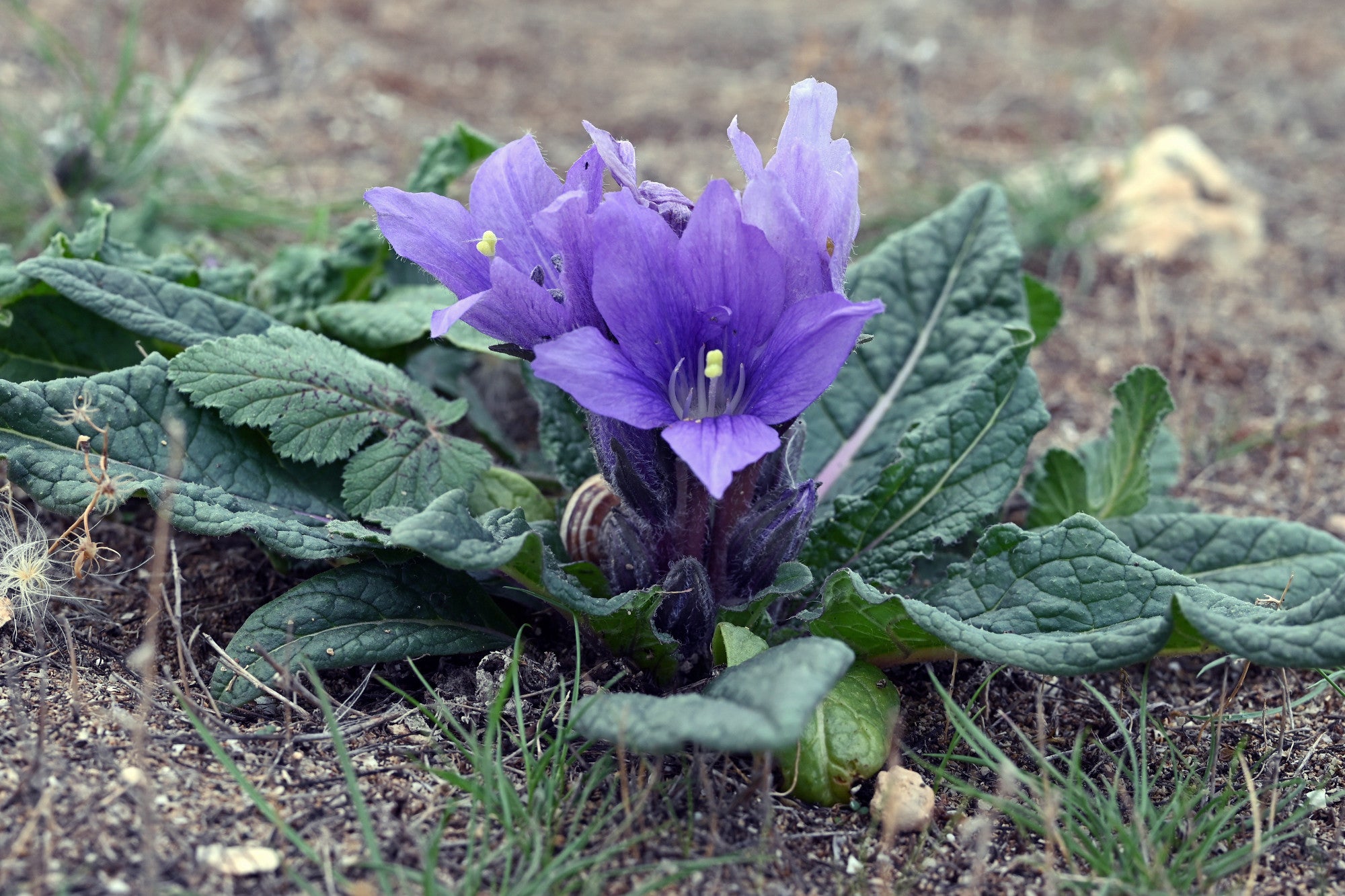 mandrake plant seeds Mandrake Mandragora officinarum 5 Seeds – R&B Floridaseeds