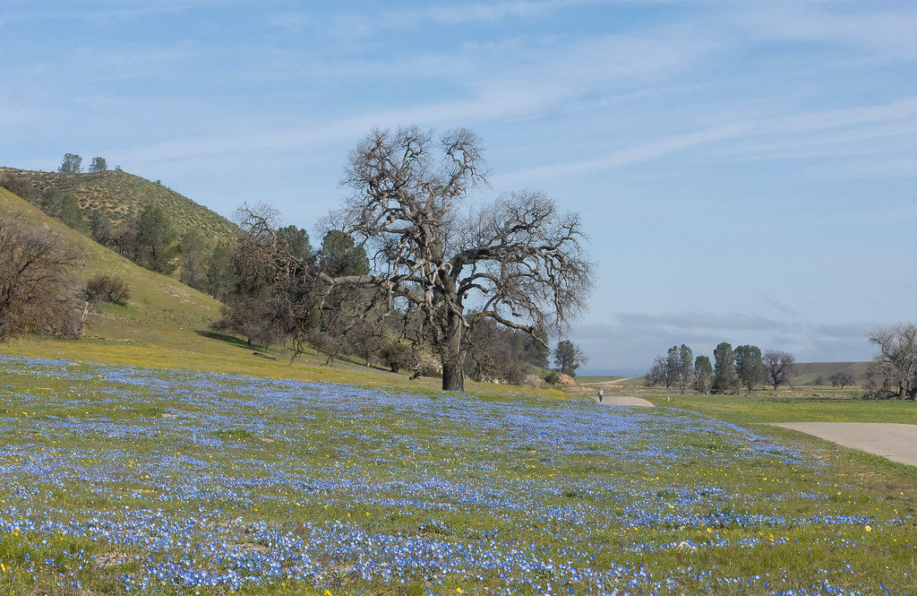 Baby Blue Eyes 100 Seeds Nemophila menziesii