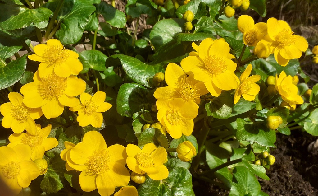 Marsh Marigold Caltha palustris 200 Seeds   USA Company