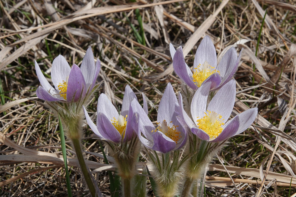 Prairie Pasqueflower  Pulsatilla nuttalliana  100 Seeds   USA Company