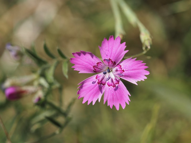 Maiden Pink 100 Seeds Dianthus deltoides