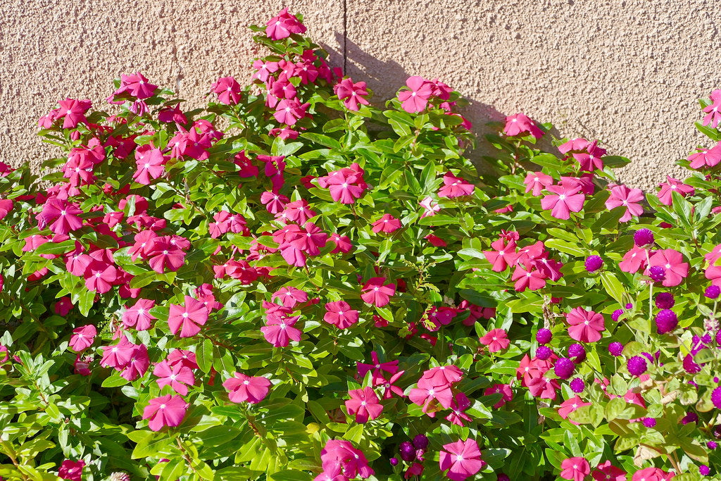 Madagascar Periwinkle Catharanthus roseus 100 Seeds