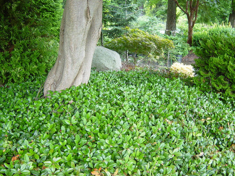 Wintergreen 20 Seeds Gaultheria procumbens