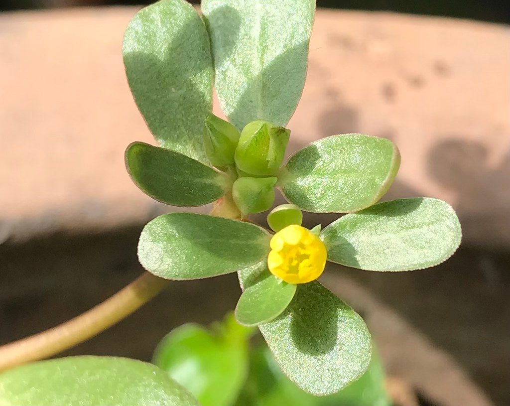plant portulaca seeds Purslane Portulaca oleracea 100 Seeds – R&B Floridaseeds