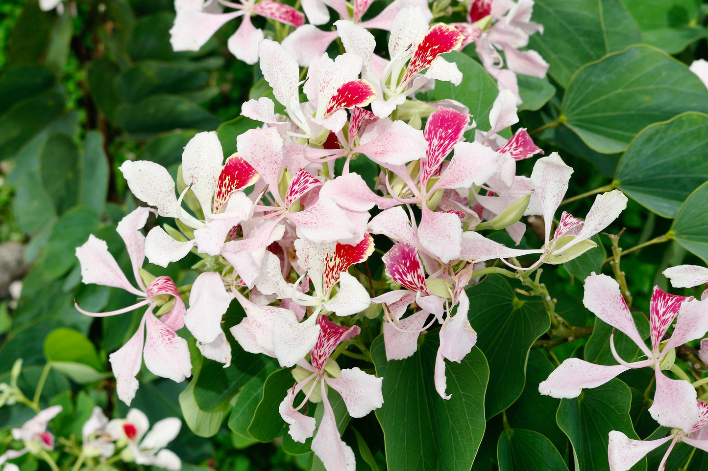 Pink Orchid Tree Bauhinia monandra 10 Seeds  USA Company