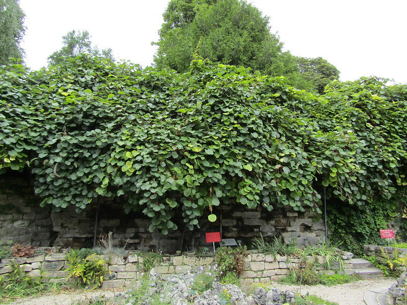 Chinese Gooseberry Kiwi Actinidia chinensis 100 Seeds