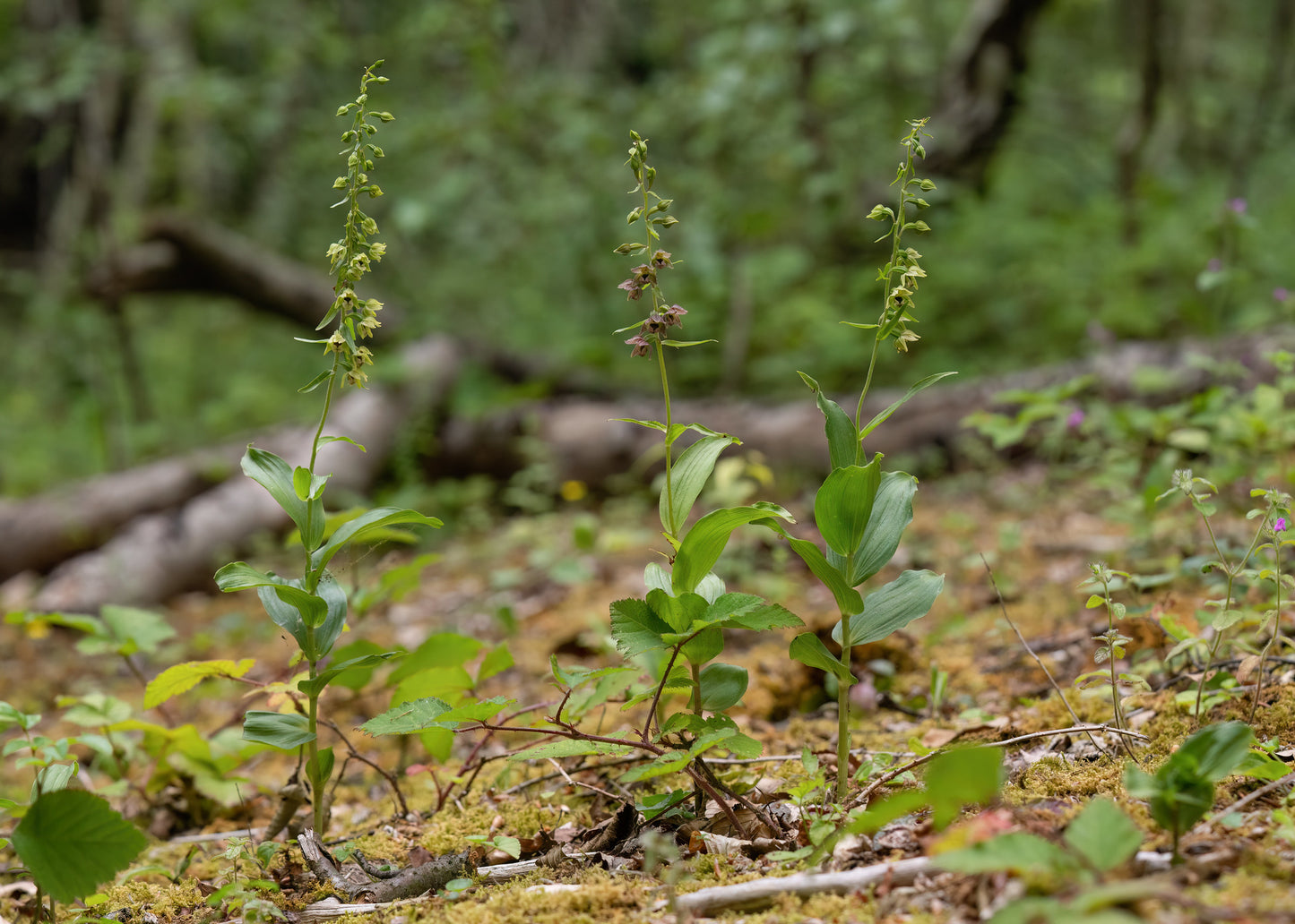 Broad-Leaved Helleborine 1000 Seeds Epipactis helleborine
