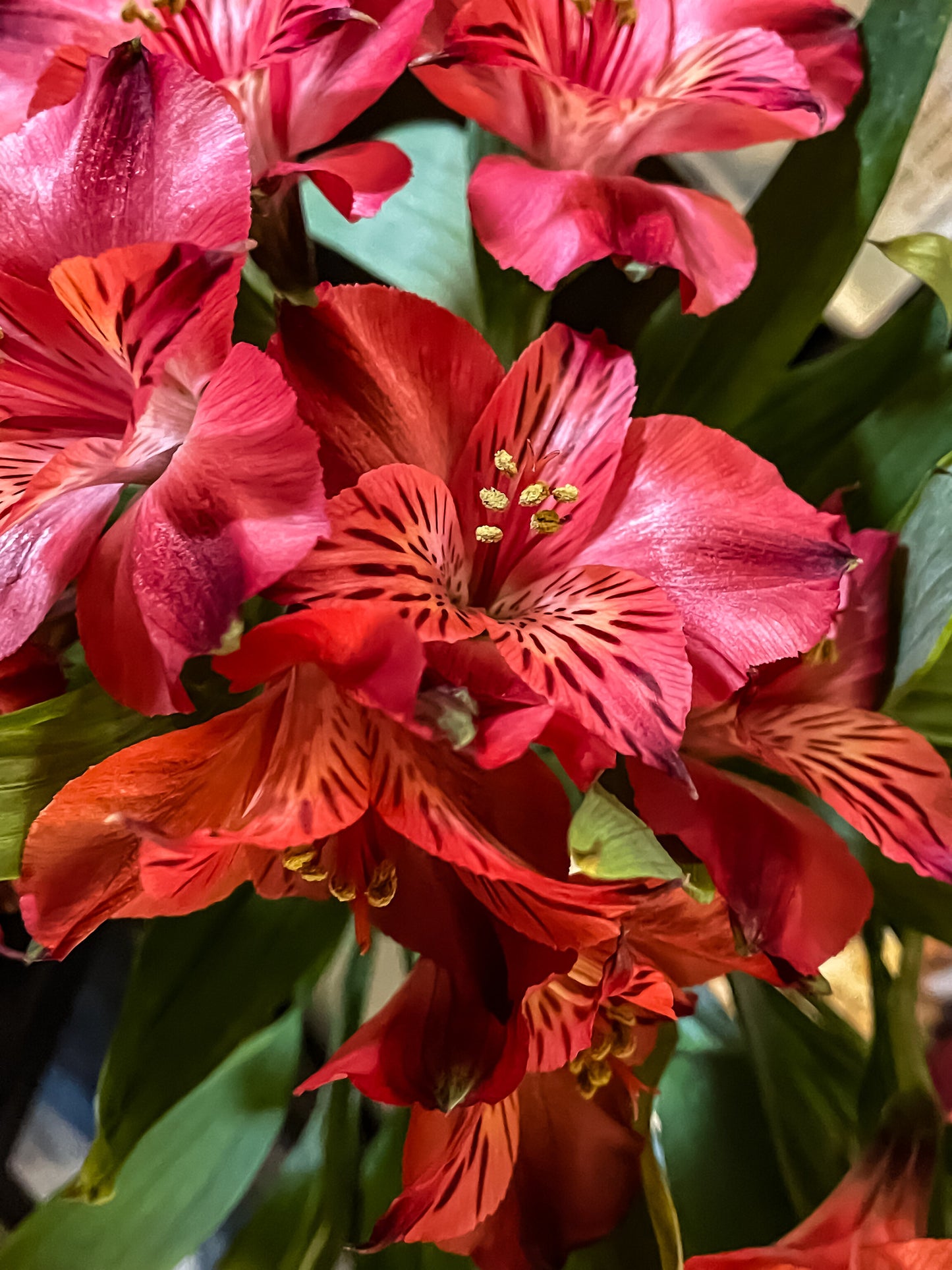 Peruvian Lily 10 Seeds Alstroemeria x hybrida