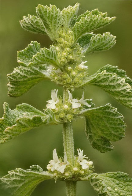 White Horehound Marrubium vulgare 100 Seeds