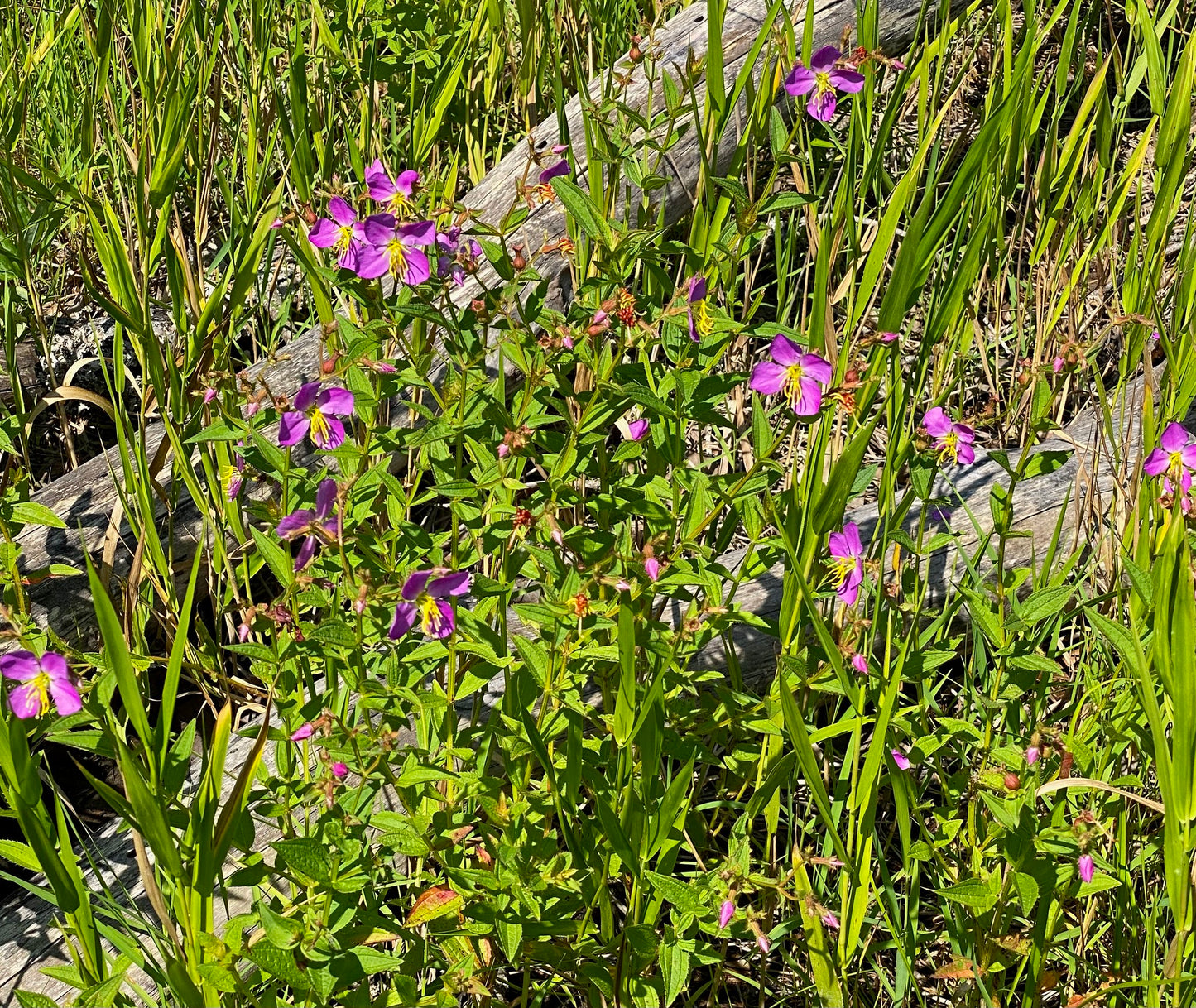 Meadow Beauty 200 Seeds Rhexia virginica