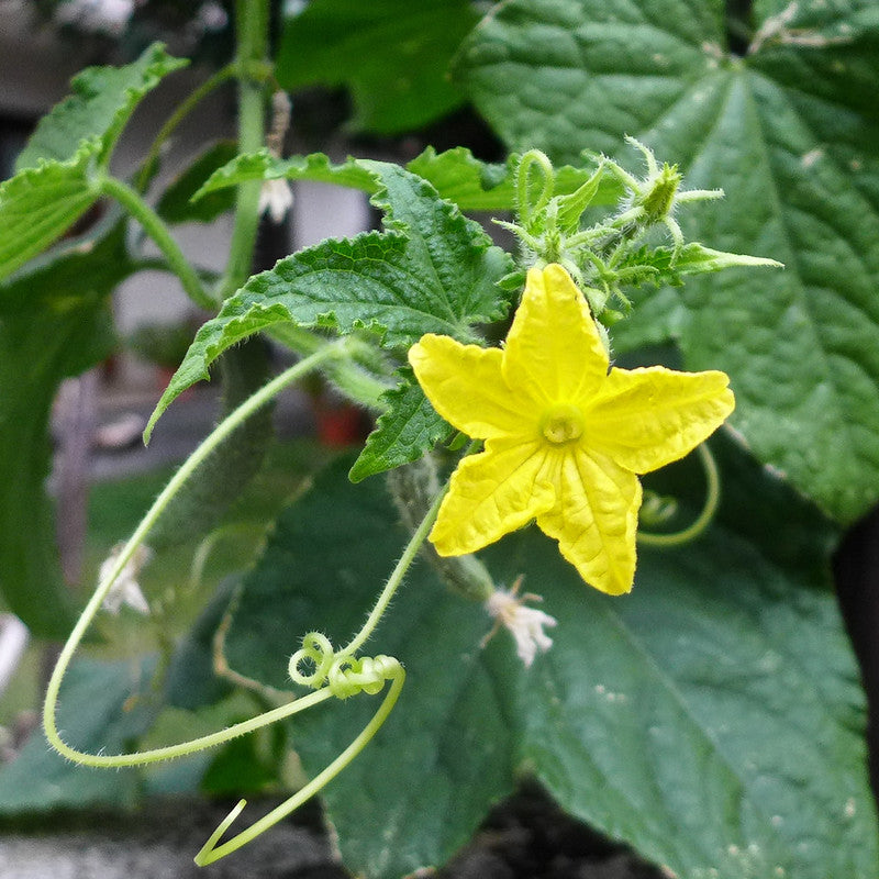 Pickling Cucumbers 100 Seeds Cucumis sativus