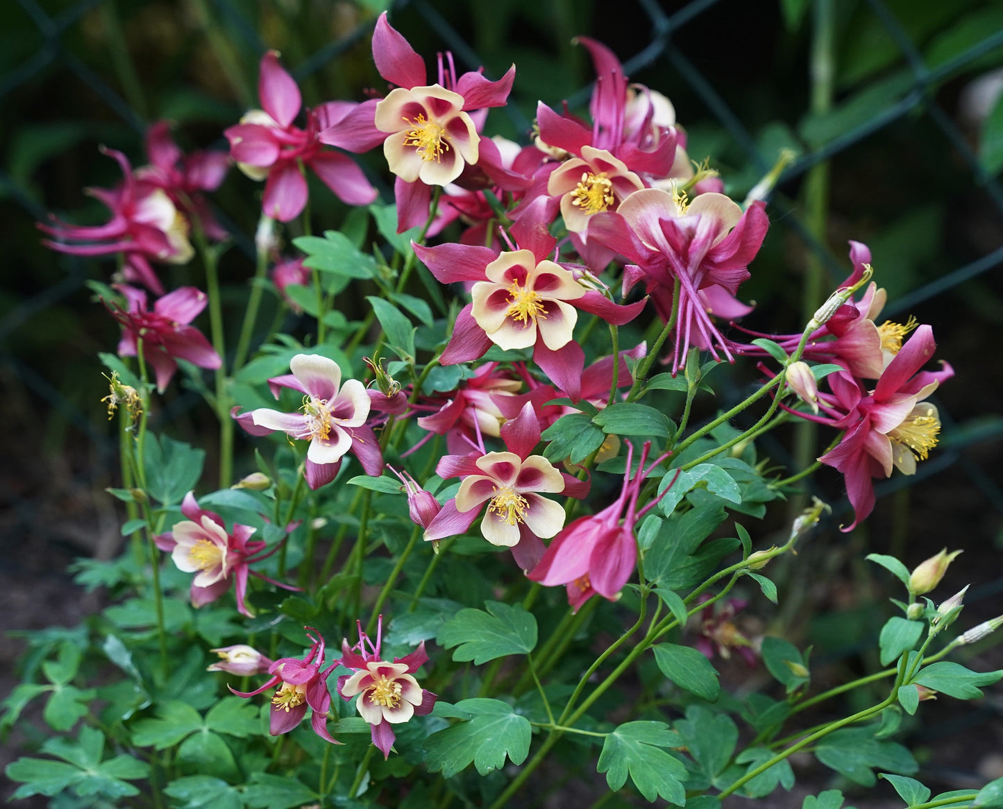 Columbine Mix 100 Seeds Aquilegea caerulea