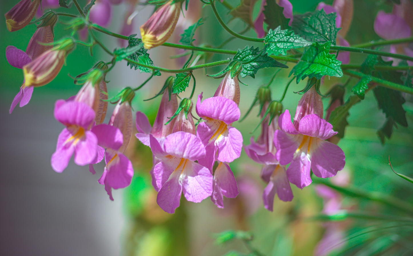 Chinese Foxglove 100 Seeds Rehmannia angulata