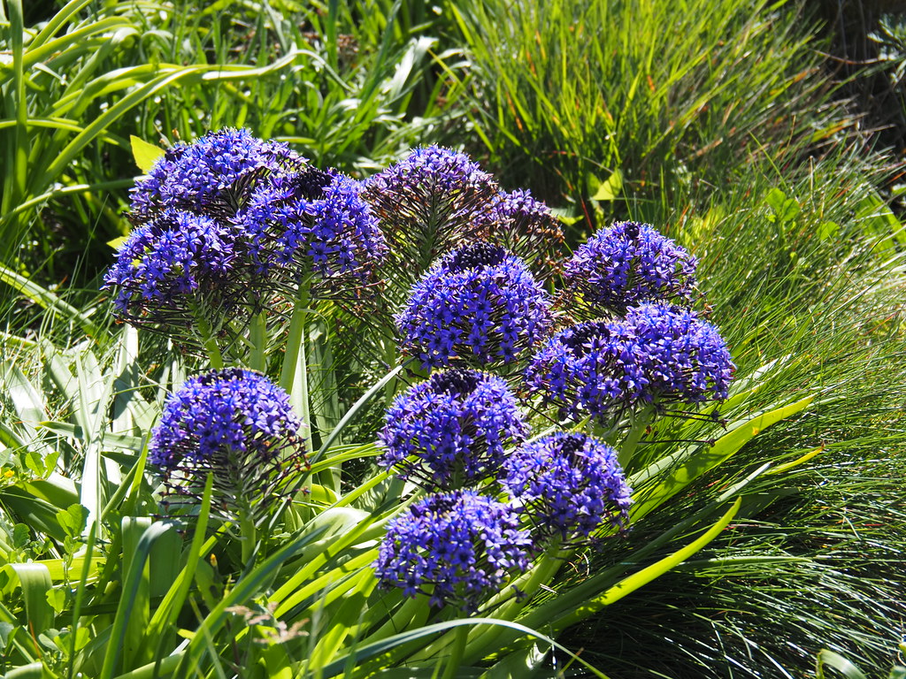 Giant Squill 25 Seeds Scilla peruviana