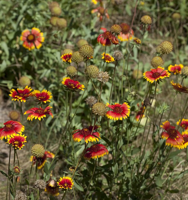 Blanket Flower 100 Seeds Gaillardia aristata