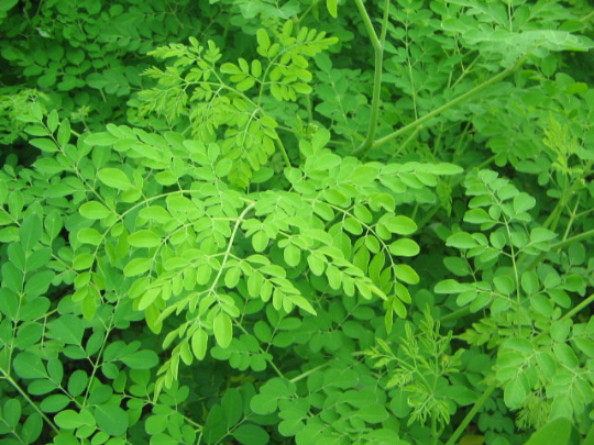 moringa seeds for planting near me Horseradish Tree 20 Seeds Moringa oleifera – R&B Floridaseeds