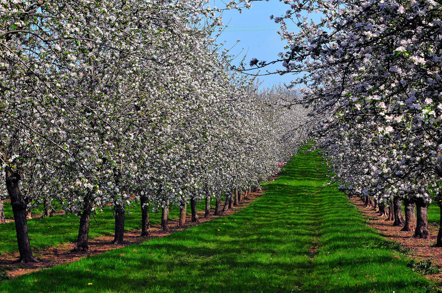Apple Tree 20 Seeds Malus domestica
