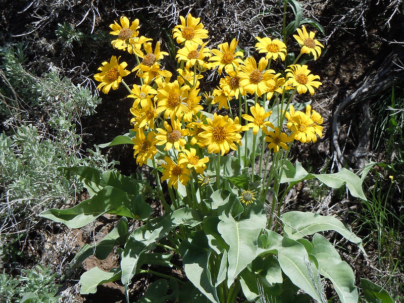 Arrowleaf Balsamroot Balsamorhiza sagittata 100 Seeds  USA Company