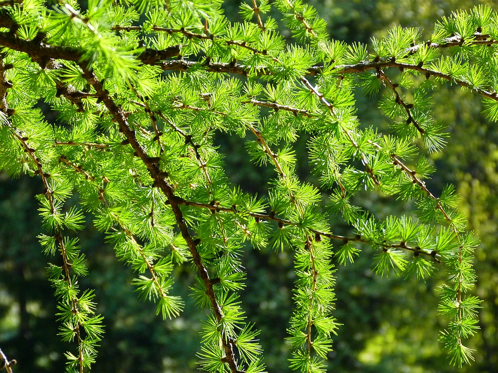 European Larch Larix decidua 100 Seeds  USA Company