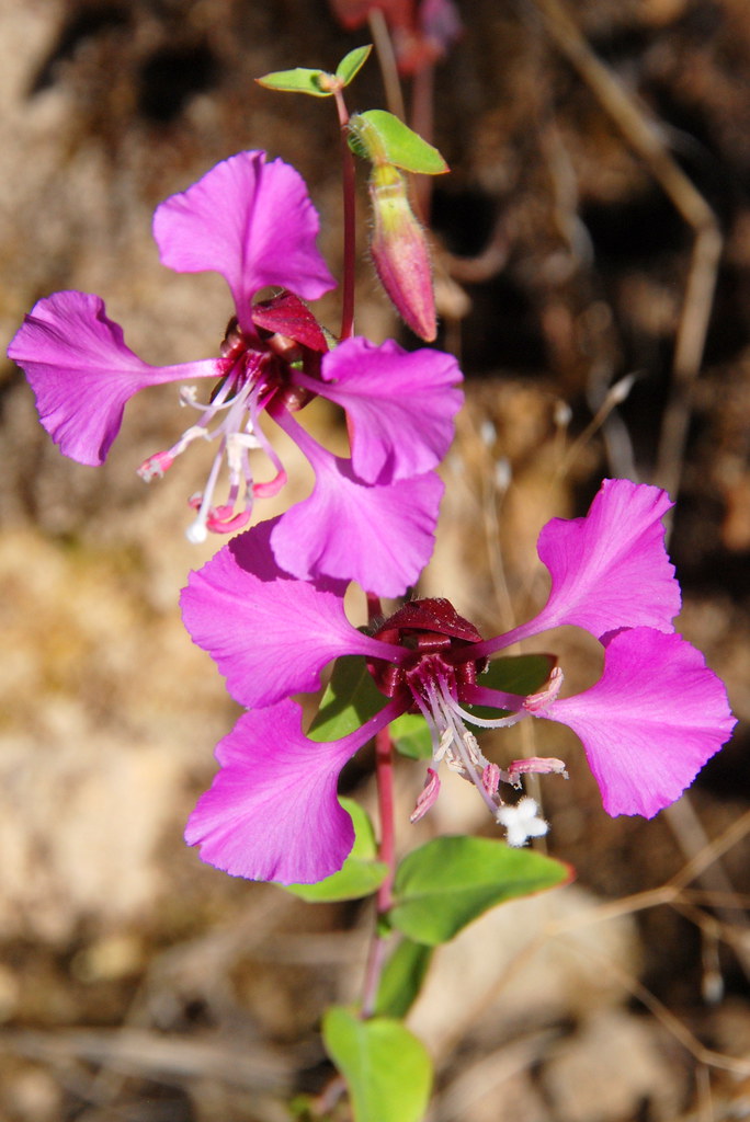 Elegant Clarkia Clarkia unguiculata 1000 seeds  USA Company