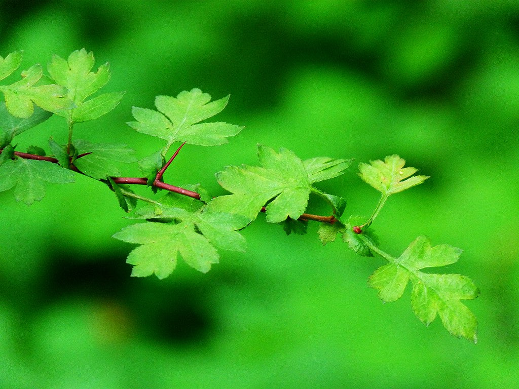 English Hawthorn Crataegus monogyna 200 Seeds  USA Company