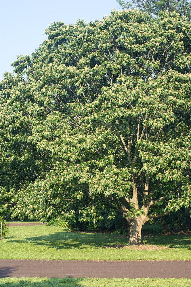 Japanese Raisin Tree Hovenia dulcis 200 Seeds  USA Company