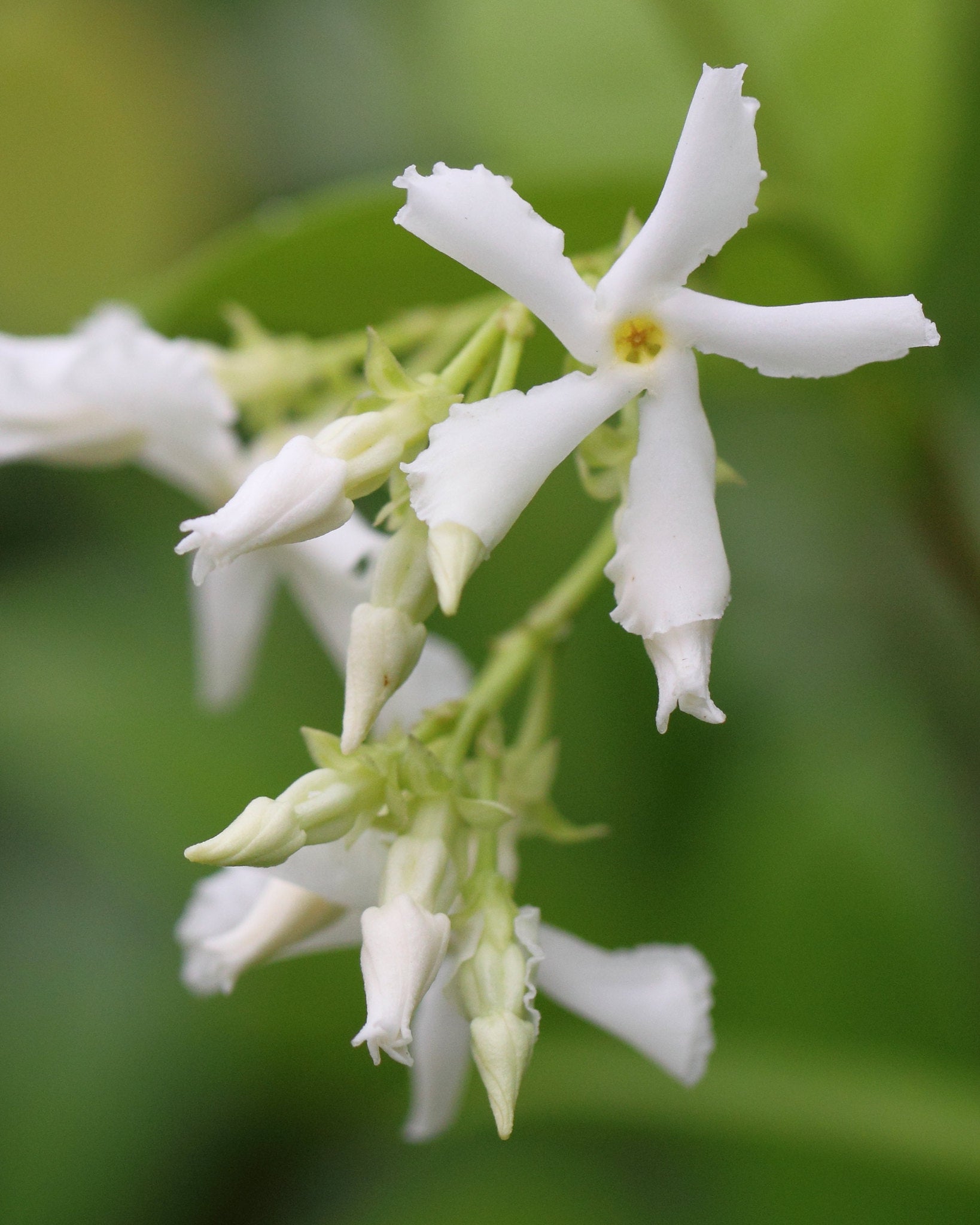 jasmine flower seeds Star Jasmine 5 Seeds Trachelospermum jasminoides – R&B Floridaseeds