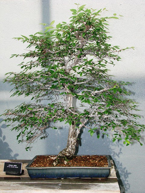 Winged Elm  Ulmus alata  500 Seeds USA Company