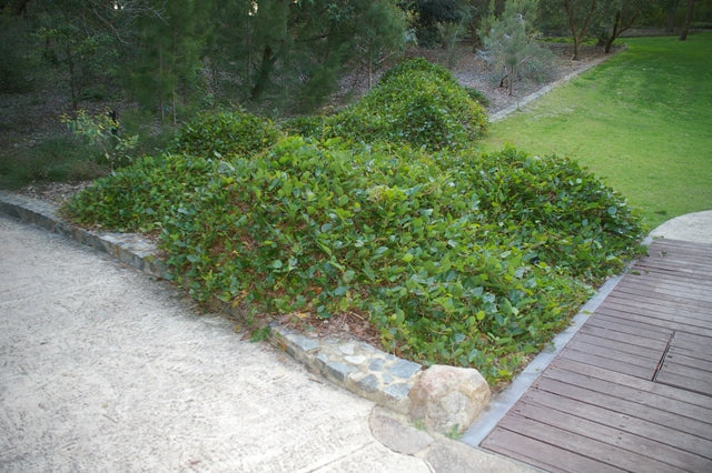 Black Coral Pea Kennedia nigricans 10 Seeds