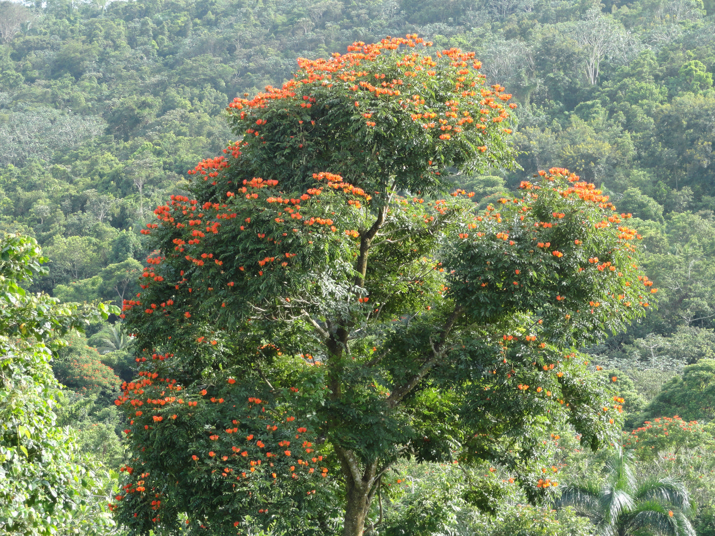 African Tulip Tree Spathodea campanulata 100 Seeds  USA Company