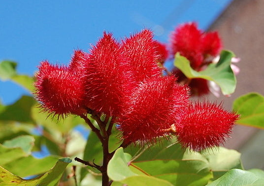 Annatto Lipstick Tree Bixa orellana 100 Seeds  USA Company