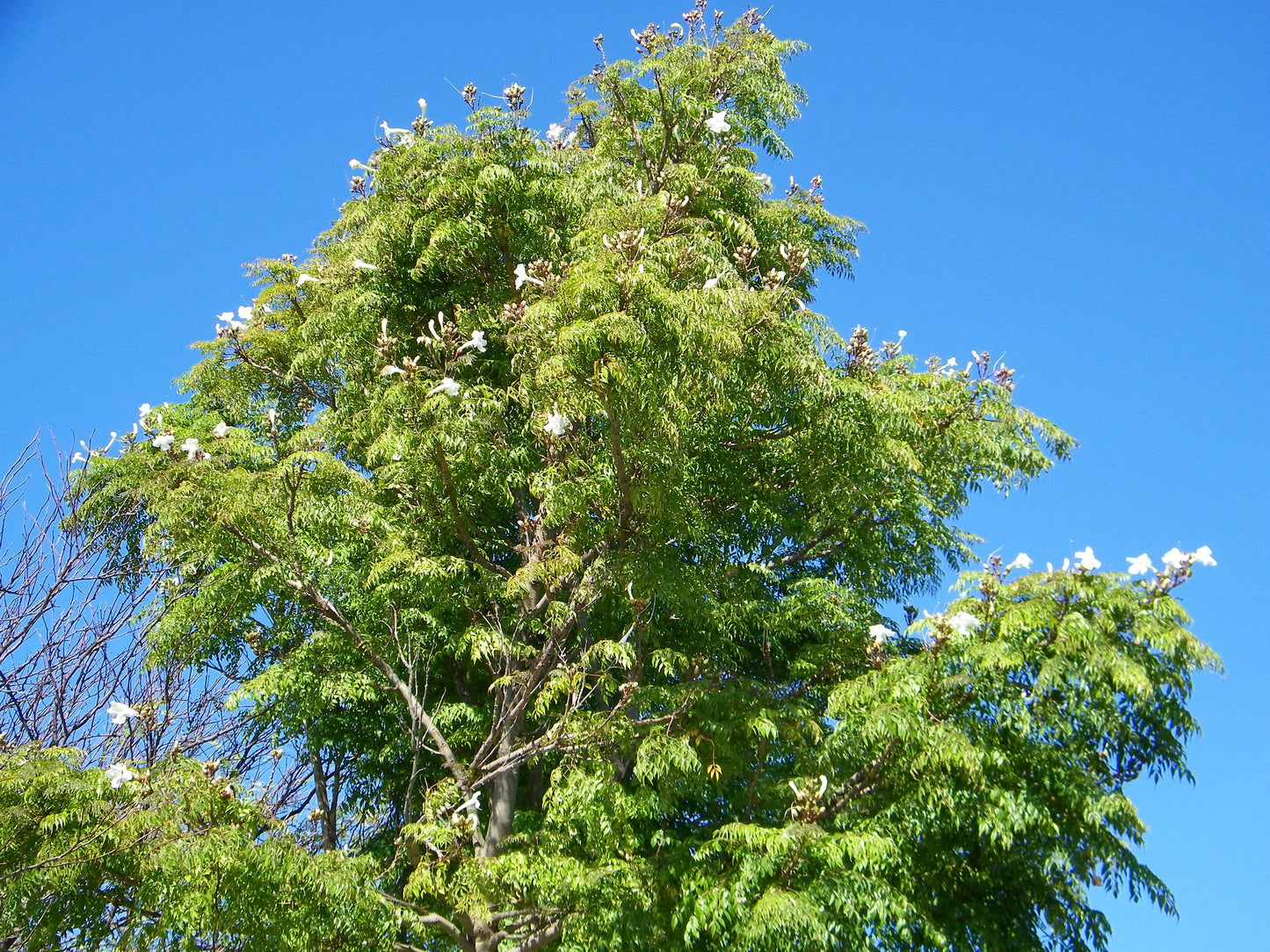 China Doll Plant 100 Seeds Radermachera sinica