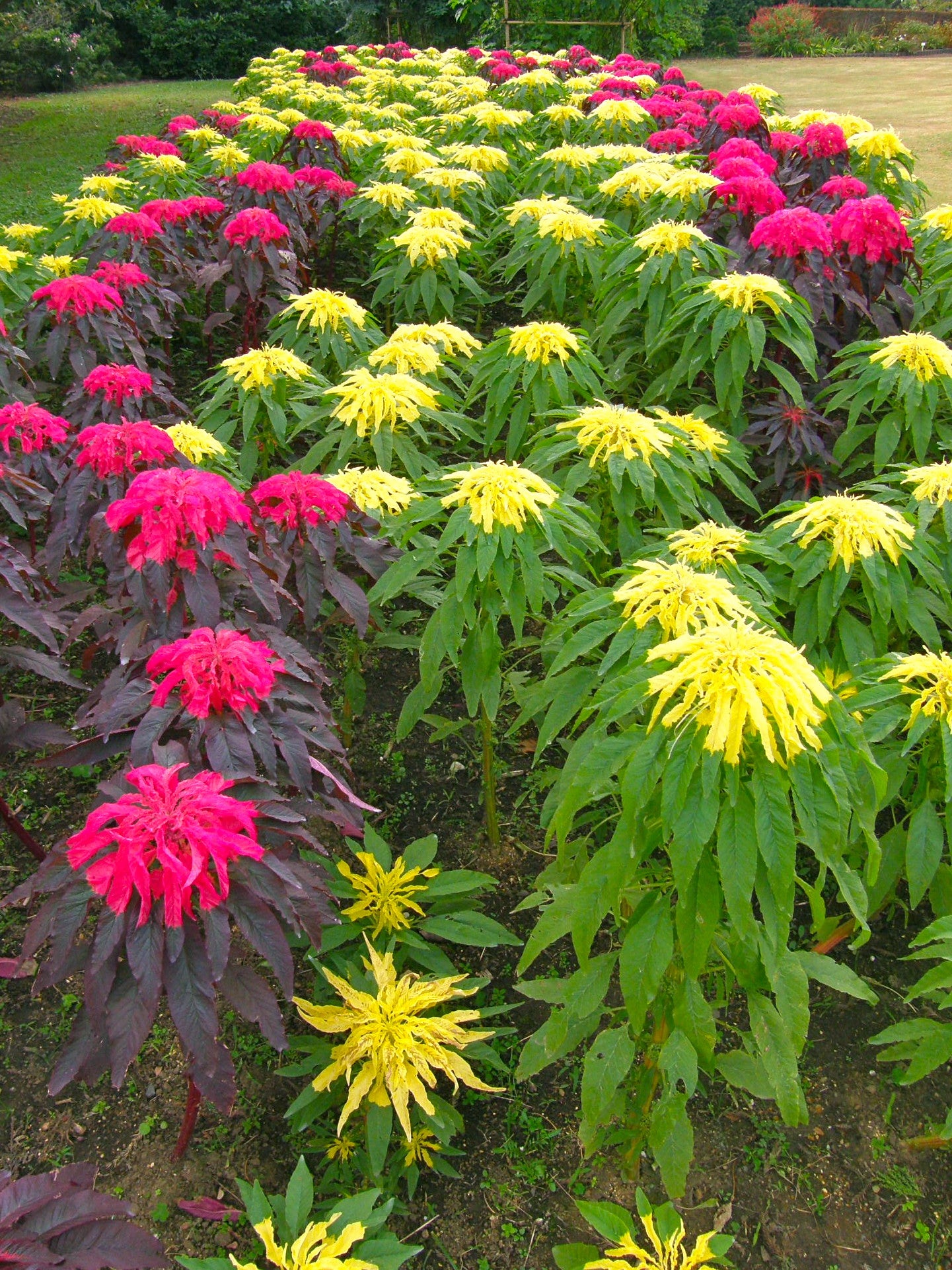 Yellow Amaranth 100 Seeds Amaranthus tricolor