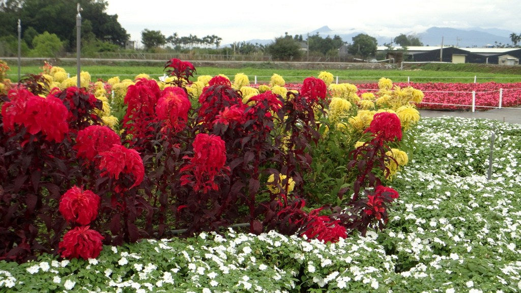 Early Splendor Amaranth 100 Seeds Amaranthus tricolor