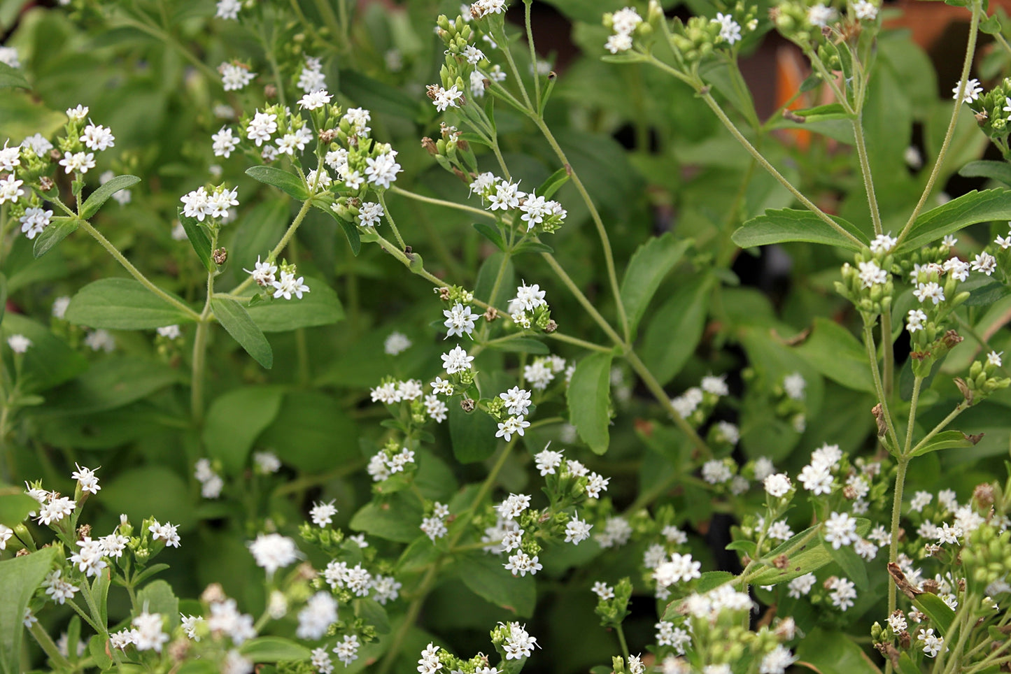 Stevia Sweetleaf Stevia rebaudiana 100 Seeds  USA Company