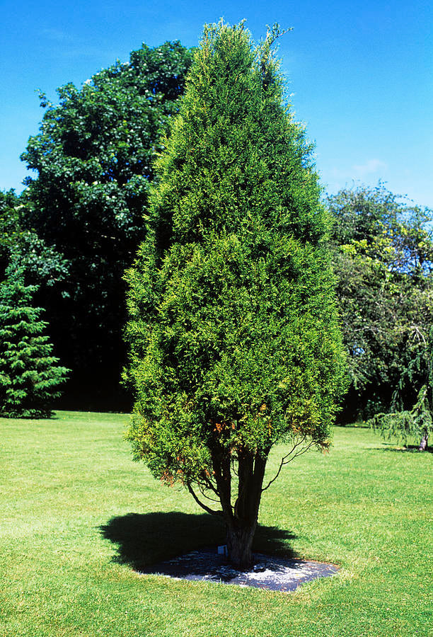 Himalayan Cypress Cupressus torulosa  200 Seeds  USA Company