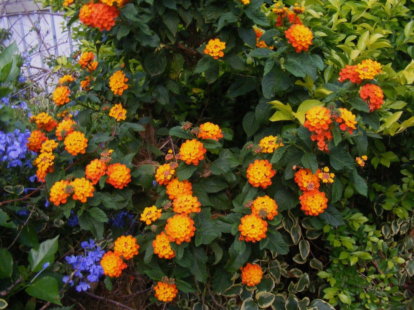 Lantana Mix 100 Seeds Lantana camara
